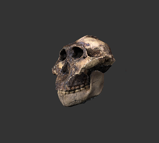 Fossile